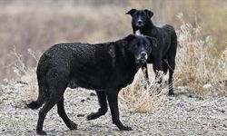 Başıboş köpeğin saldırısına uğrayan çocuk yaralandı