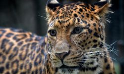 Hindistan'da leoparın saldırdığı çocuk hayatını kaybetti