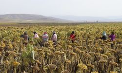 Ağrı Ovası'nda yetiştirilen çerezlik ayçiçeğinin hasadı devam ediyor