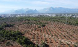 Antalya'da zeytin üretimi artış gösterdi