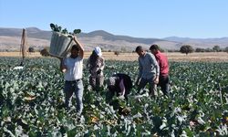 Devlet desteğiyle ekilen brokoli belde üreticisine yeni gelir kapısı oldu