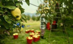 Tescilli Geyve ayvası 35 ülkede ağızları tatlandırıyor