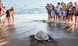 Tedavileri tamamlanan iki caretta caretta denize bırakıldı