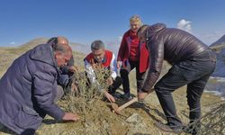 Erzurum'da dikilen tuz çalısı fideleriyle meralar daha verimli olacak