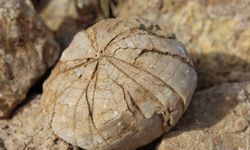 Adıyaman'da deniz kestanesi fosili bulundu