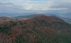 Andırın'da kayın ormanları güz renkleriyle doğa tutkunlarını ağırlıyor