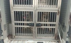 Kırıkkale'de köpek dövüştüren 2 kişiye 12 bin 850 lira ceza verildi