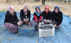 Trabzonlu kadınlar Tekirdağ'da zeytin tarlalarında hasat mesaisi yapıyor