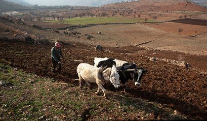 Fırat'ın Kenarında