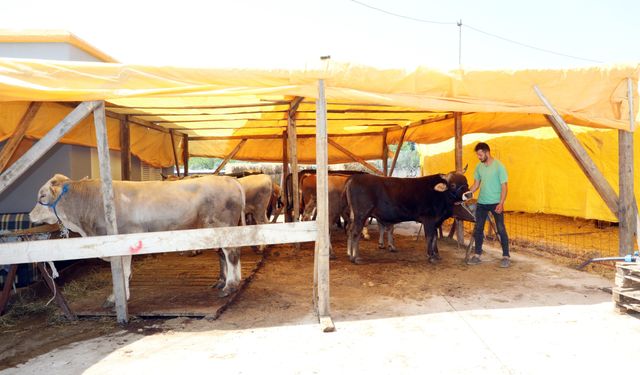 Mudanya'da kurban pazarı yeni yerinde hizmet vermeye başladı