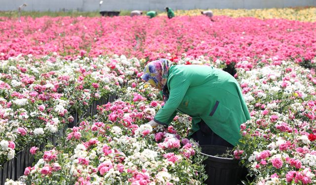 İstanbul'un meydan ve peyzaj alanları 33 çeşit gül ile renklendirilecek