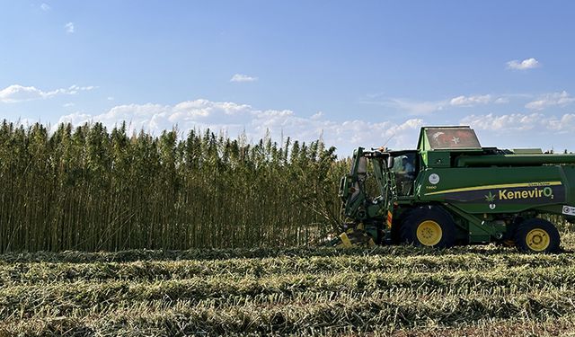 Kenevir üreticileri az sulamaya rağmen yüksek verim aldı