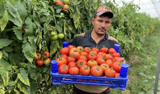 Köyde üretilen domatesler ihraç ediliyor