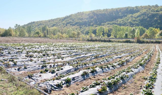 Büyükşehir’in desteğiyle çilek üretimi yaygınlaştırılıyor