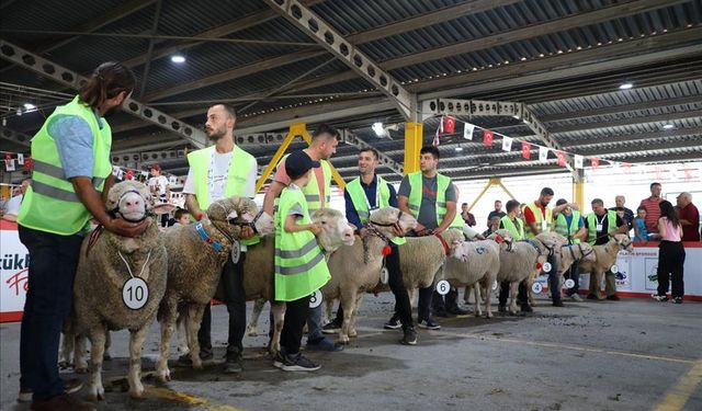 Bursa'da koç ve tavuklar için güzellik yarışması düzenlendi