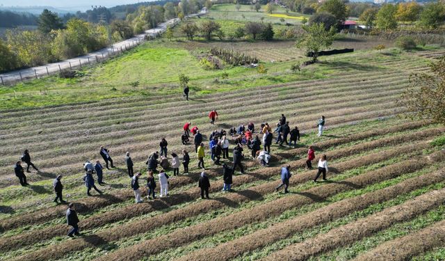 Karabük'te safran hasadı yapıldı