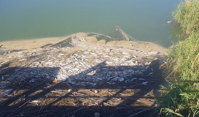 Karasu Çayı’nda balık ölümleri ve kötü koku üzerine inceleme başlatıldı