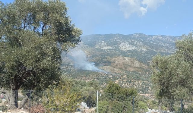 Muğla'da çıkan yangında 2 hektar makilik ve tarım alanı zarar gördü