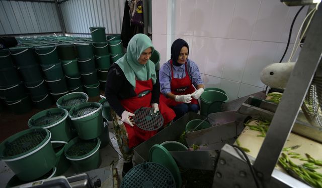 "Türkiye'nin kadın ahisi" Çanakkaleli Hafize Ergen'in turşuları yurt dışına da gönderiliyor