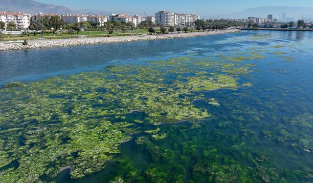 Balık ölümlerinden sonra şimdi de yosun kirliliği