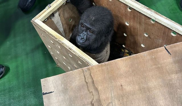 İstanbul Havalimanı'nda goril yavrusu yakalandı