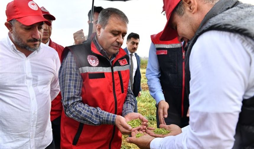 Şanlıurfa Valisi Şıldak, firik hasadına katıldı