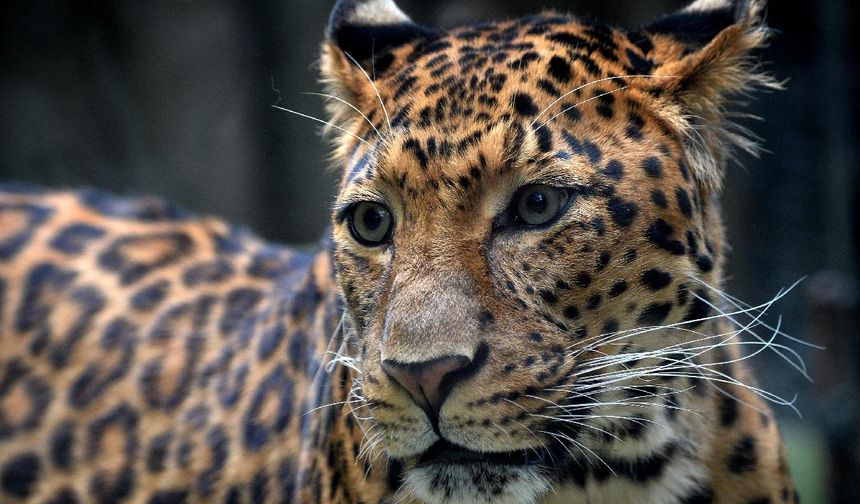 Hindistan'da leoparın saldırdığı çocuk hayatını kaybetti