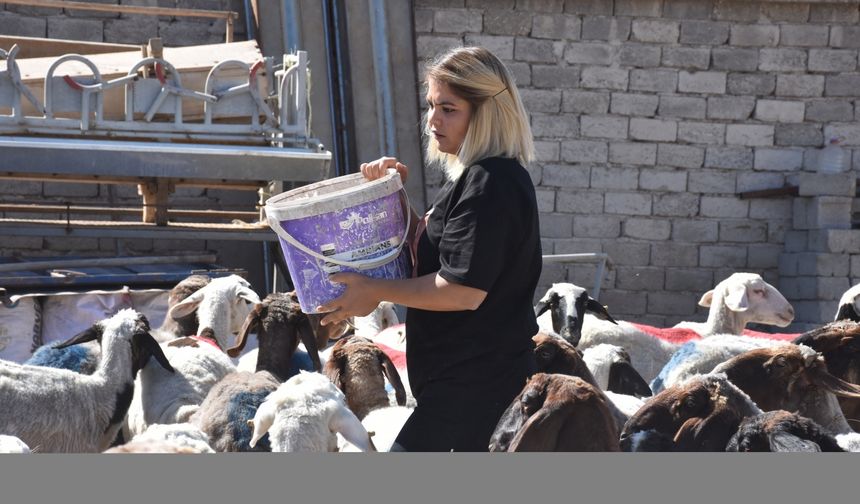 Üniversite mezunu kadın devlet desteğiyle küçükbaş hayvan çiftliği kurdu