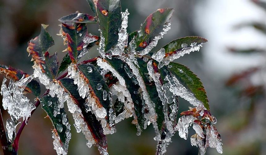 Meteorolojiden zirai don uyarısı