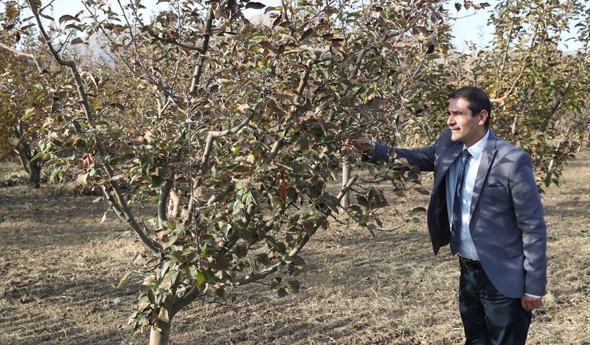 Doğu Anadolu ve Doğu Karadeniz'in meyve genetik mirası gelecek için korunuyor