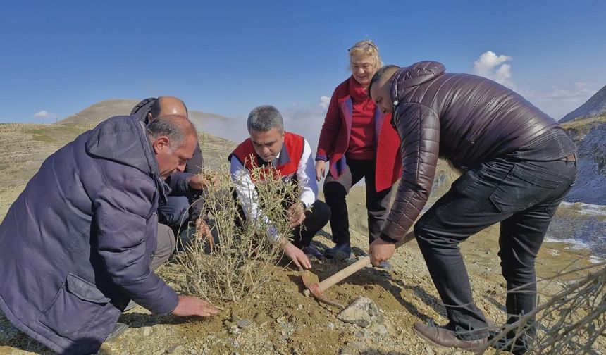 Erzurum'da dikilen tuz çalısı fideleriyle meralar daha verimli olacak