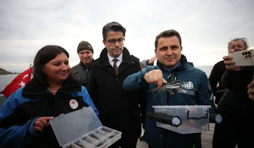 Gelibolu Sualtı Parkı’ndaki tarihi HMS Majestic batığına 400 ıstakoz bırakıldı