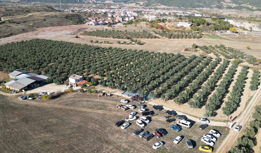 Kış mevsiminin gelir kapısı zeytinde hasat devam ediyor