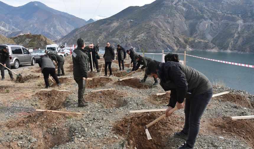 Orta ve Doğu Karadeniz'de fidanlar toprakla buluşturuldu