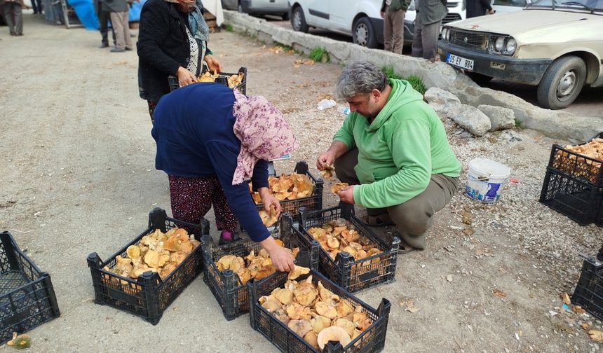 Sinop'ta toplanan mantarlar Türkiye'nin farklı kentlerine gönderiliyor