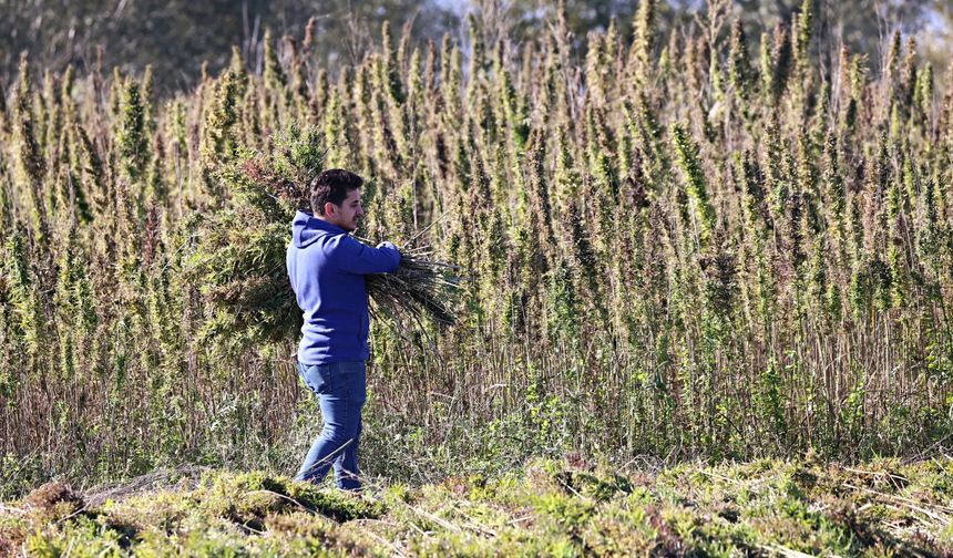 Üniversitenin deneme arazisinde yetiştirilen kenevir katma değerli ürünlere dönüşecek