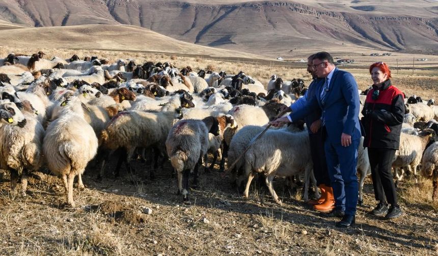 Van'da 2 bin çiftçiye 200 bin koyun verildi