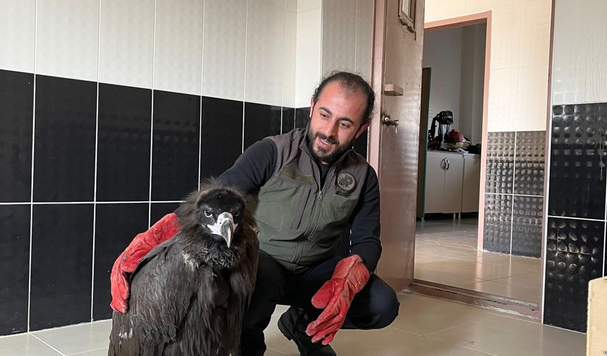 Yaralı bulunan kara akbaba tedaviye alındı