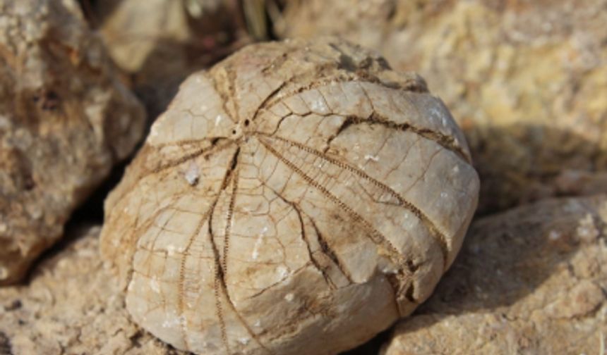 Adıyaman'da deniz kestanesi fosili bulundu