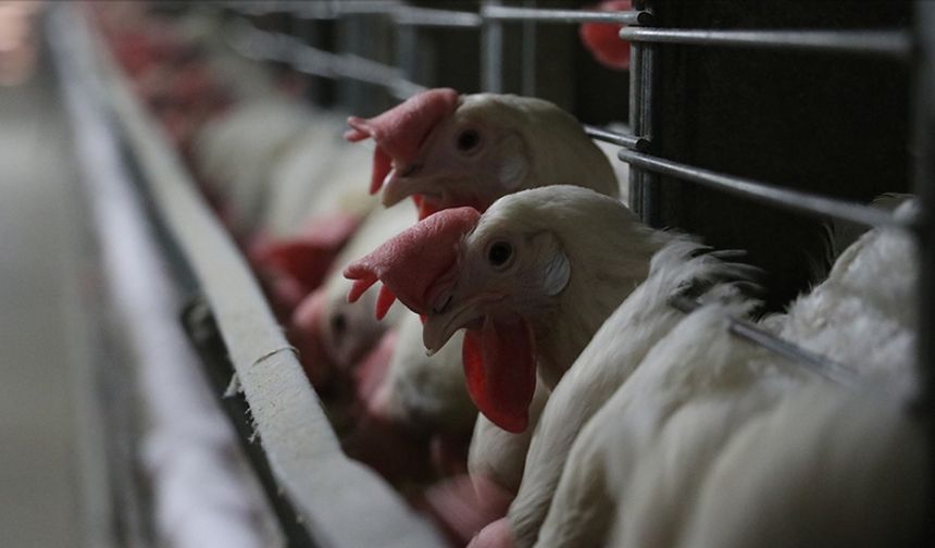 Bakanlık açıkladı! Konya'da kuş gribi vakası